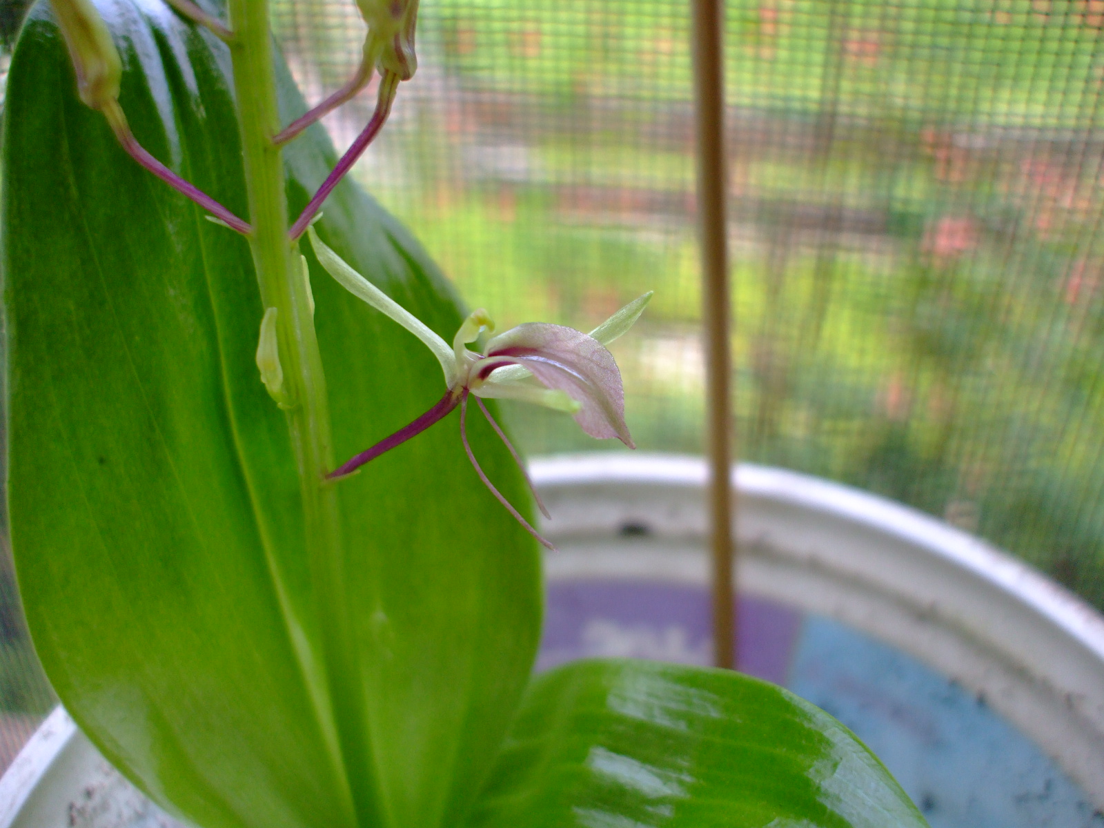 Liparis liliifolia